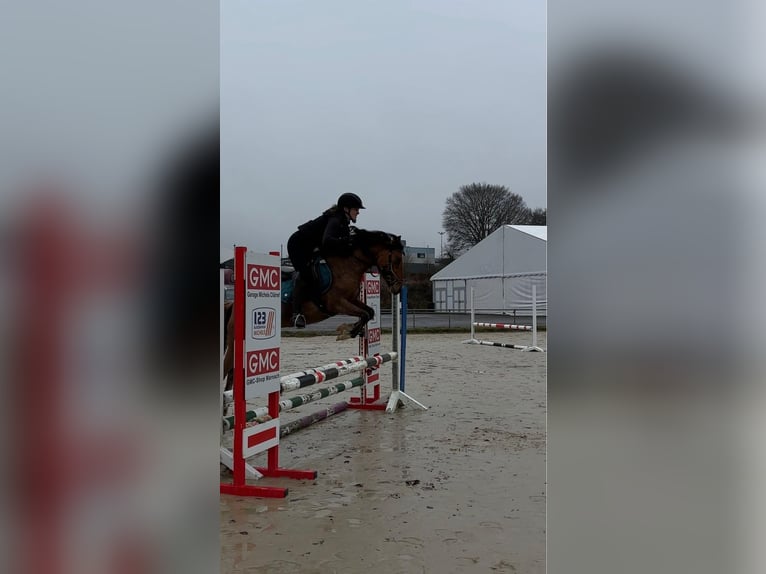 Pony tedesco Giumenta 11 Anni 141 cm Red dun in Daleiden