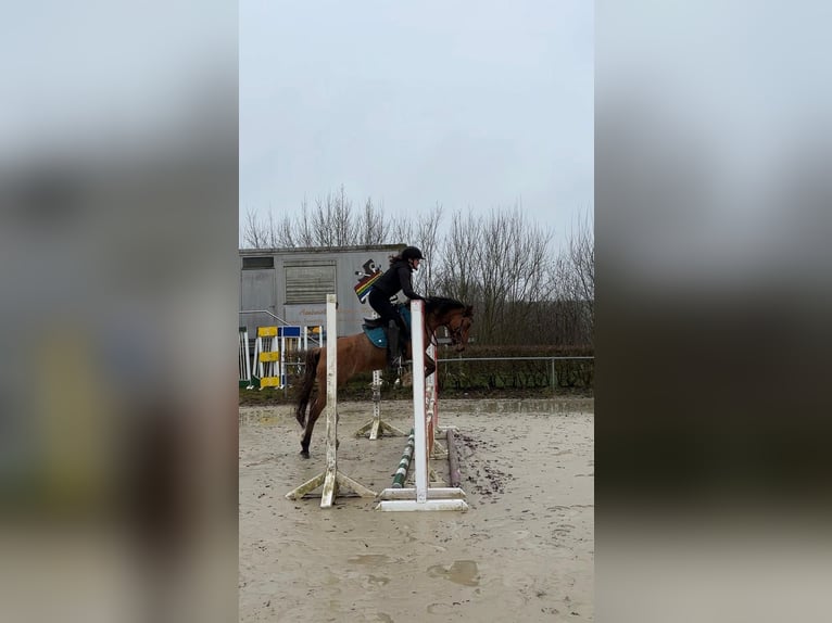 Pony tedesco Giumenta 11 Anni 141 cm Red dun in Daleiden
