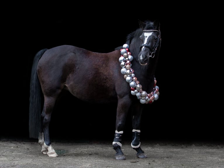 Pony tedesco Giumenta 11 Anni 142 cm Baio scuro in Varrel