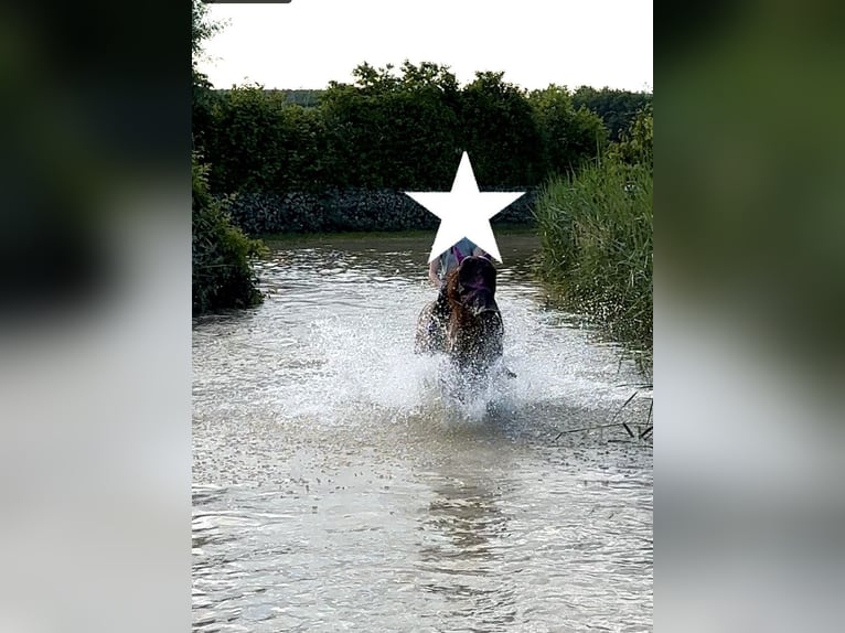 Pony tedesco Giumenta 11 Anni 143 cm Sauro in Niederschönenfeld
