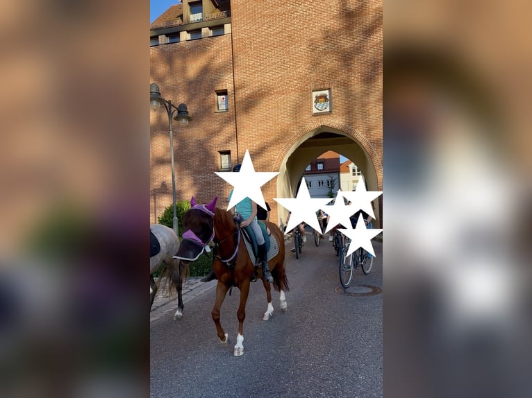 Pony tedesco Giumenta 11 Anni 143 cm Sauro in Niederschönenfeld