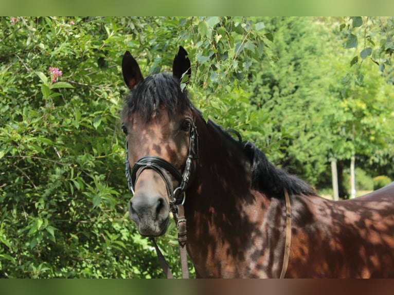 Pony tedesco Giumenta 11 Anni 144 cm Baio in Viersen