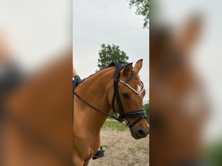 Pony tedesco Giumenta 11 Anni 144 cm Falbo in Nordenham