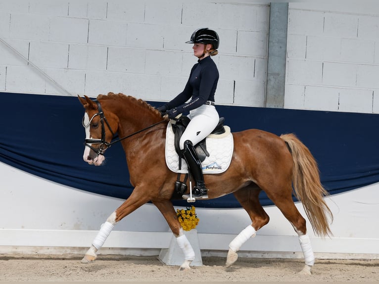 Pony tedesco Giumenta 11 Anni 144 cm Sauro in Marsberg