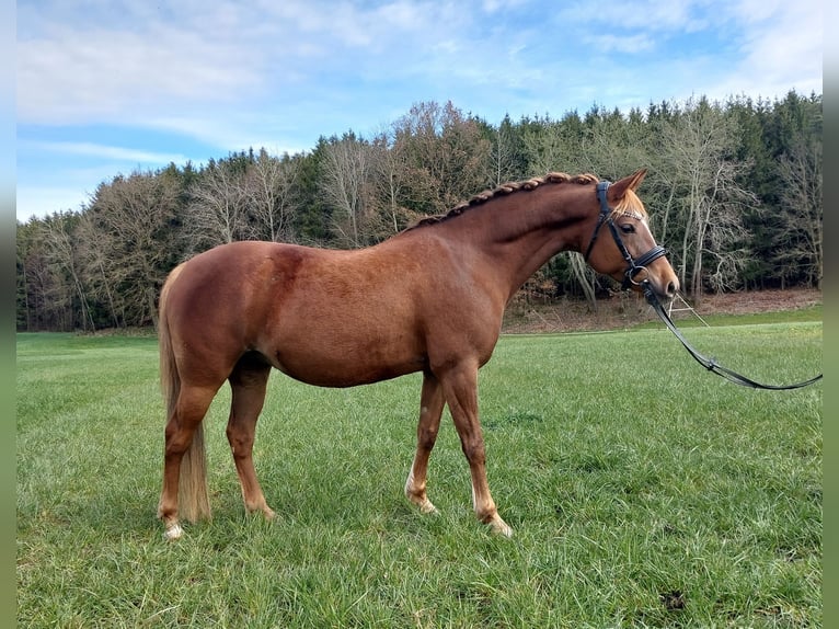 Pony tedesco Giumenta 11 Anni 144 cm Sauro scuro in Eberhardzell