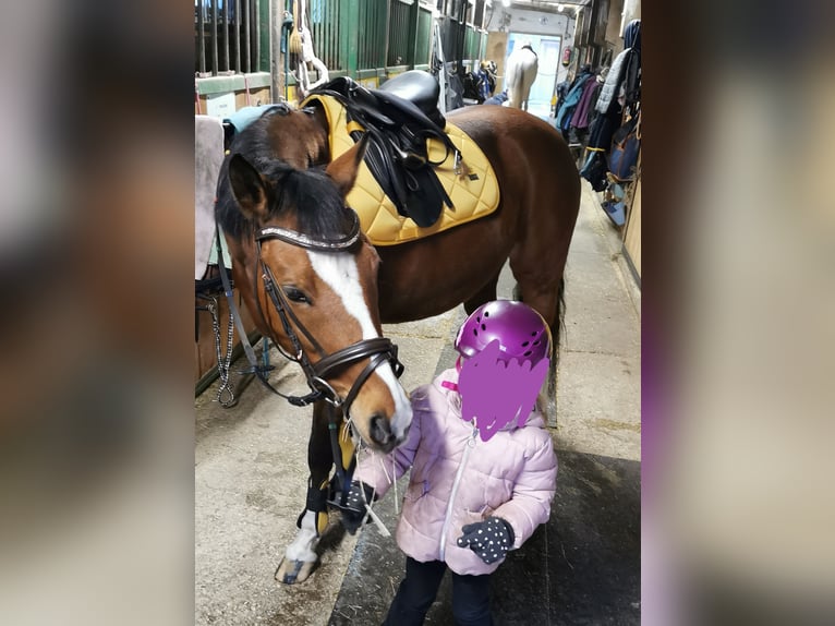 Pony tedesco Giumenta 11 Anni 145 cm Baio in Kufstein