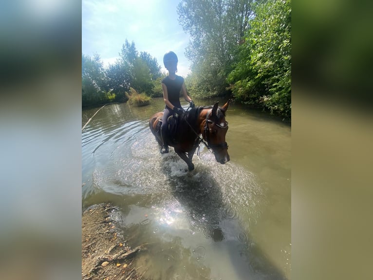 Pony tedesco Giumenta 11 Anni 145 cm Baio in Riedstadt
