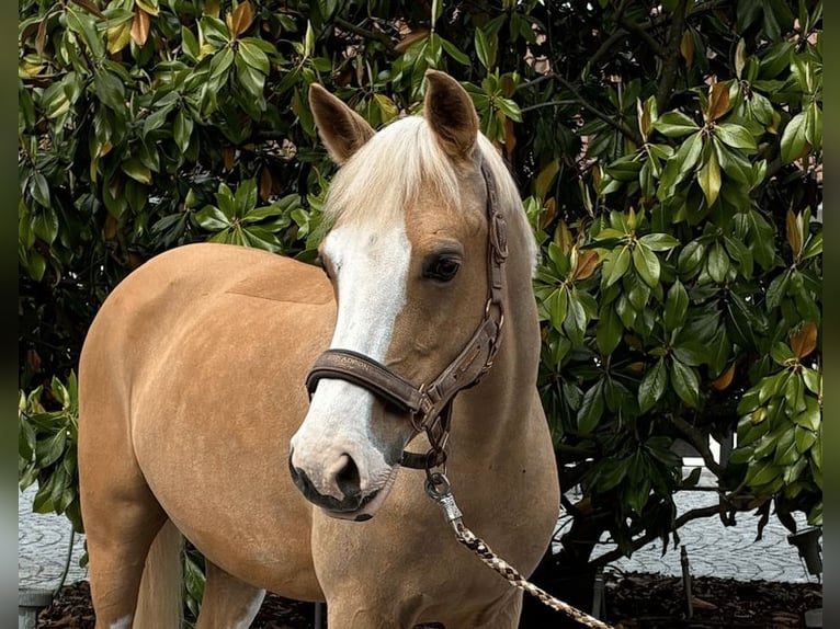 Pony tedesco Giumenta 11 Anni 145 cm Falbo in Haftenkamp