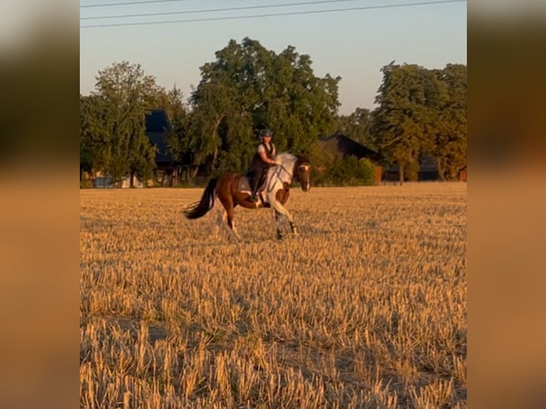 Pony tedesco Mix Giumenta 11 Anni 145 cm Pezzato in Beckum