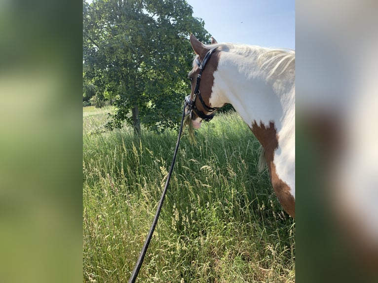 Pony tedesco Giumenta 11 Anni 145 cm Pezzato in Nauen