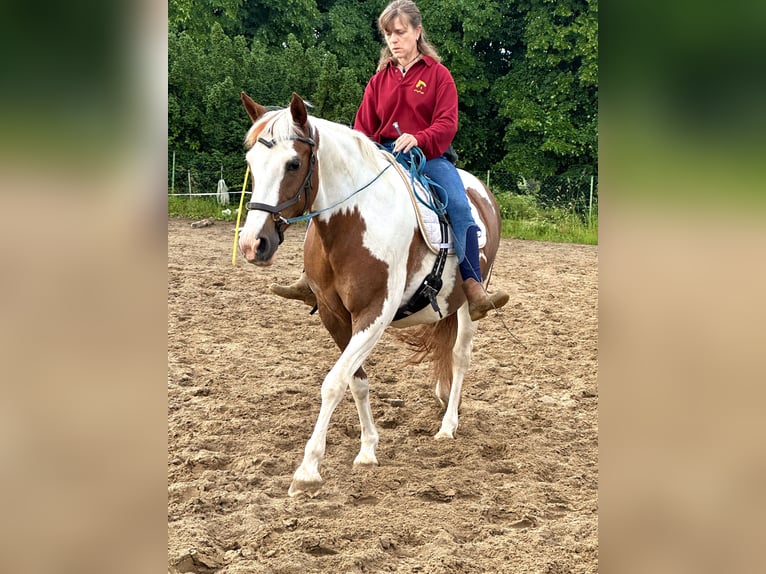 Pony tedesco Giumenta 11 Anni 145 cm Pezzato in Nauen