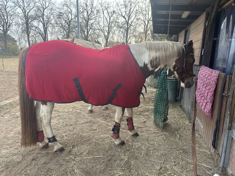 Pony tedesco Giumenta 11 Anni 145 cm Pezzato in Nauen