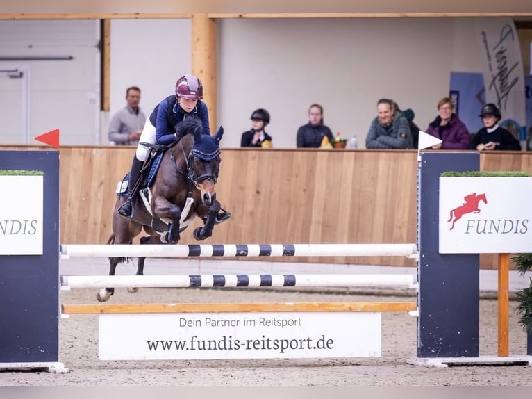 Pony tedesco Giumenta 11 Anni 146 cm Baio in Wickede