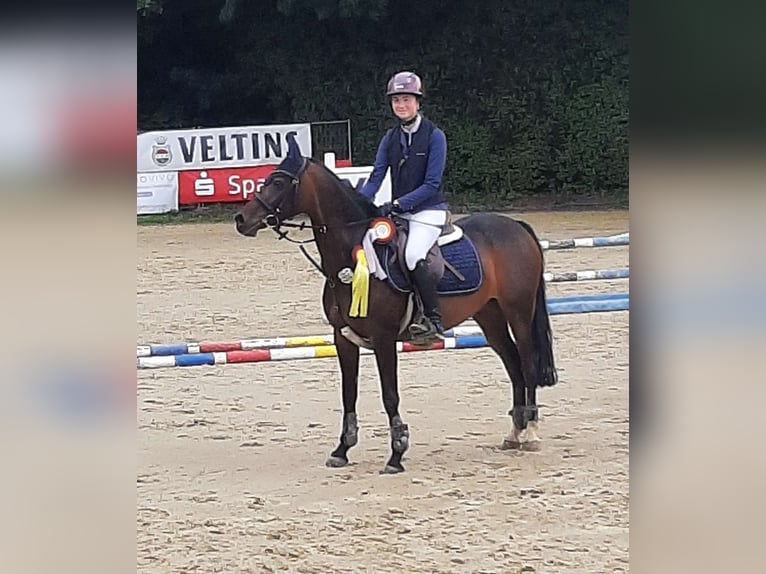 Pony tedesco Giumenta 11 Anni 146 cm Baio in Wickede