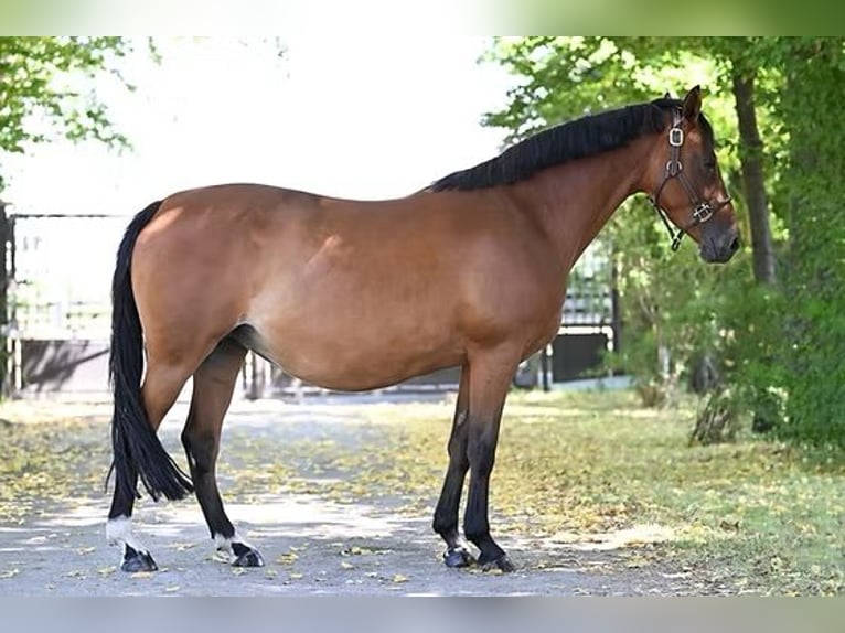 Pony tedesco Giumenta 11 Anni 146 cm Baio in Vettwei&#xDF;