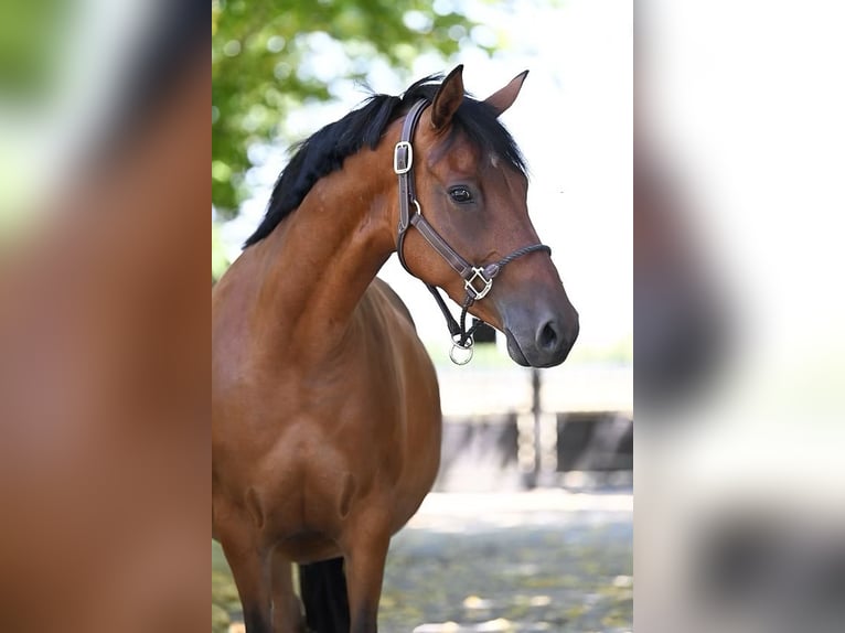 Pony tedesco Giumenta 11 Anni 146 cm Baio in Vettwei&#xDF;
