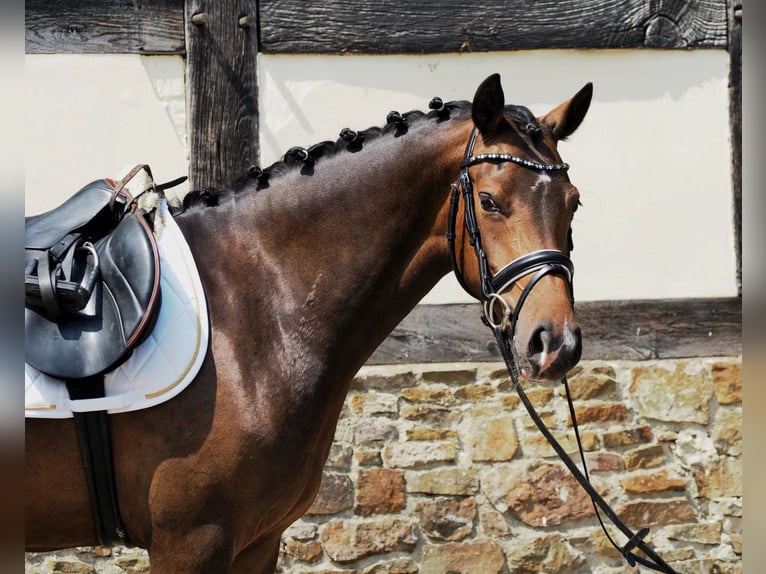 Pony tedesco Giumenta 11 Anni 146 cm in Hameln