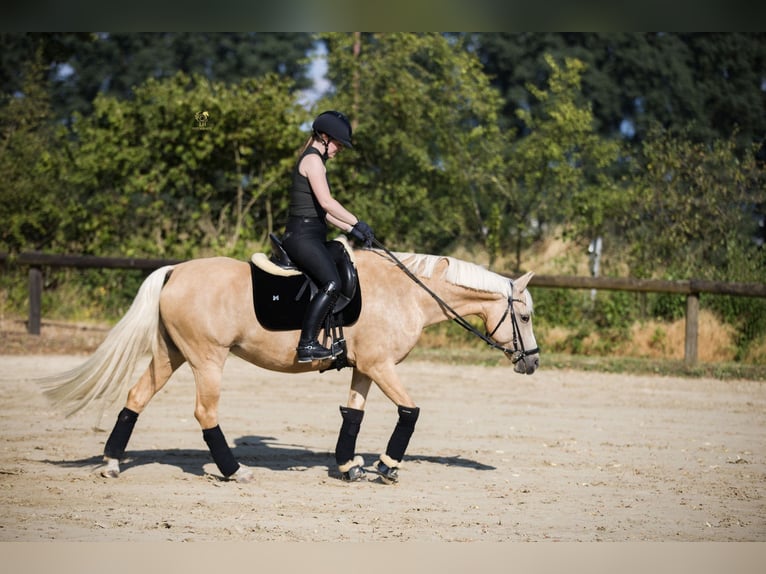 Pony tedesco Giumenta 11 Anni 146 cm Palomino in Schwerte