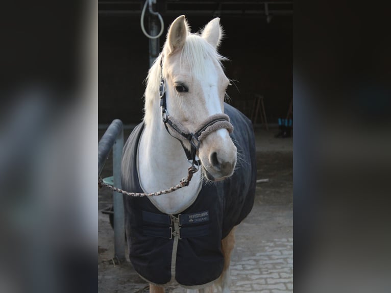 Pony tedesco Giumenta 11 Anni 146 cm Palomino in Schwerte