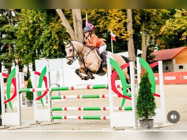 Pony tedesco Giumenta 11 Anni 146 cm Pelle di daino in Wieringerwerf