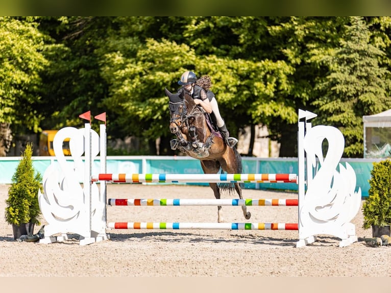 Pony tedesco Giumenta 11 Anni 147 cm Baio nero in Łódź