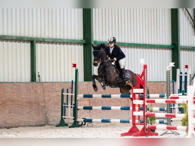 Pony tedesco Giumenta 11 Anni 147 cm Baio nero in Łódź