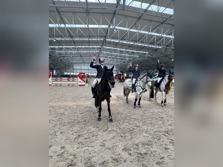 Pony tedesco Giumenta 11 Anni 147 cm Baio nero in Łódź