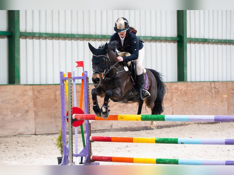 Pony tedesco Giumenta 11 Anni 147 cm Baio nero in Łódź