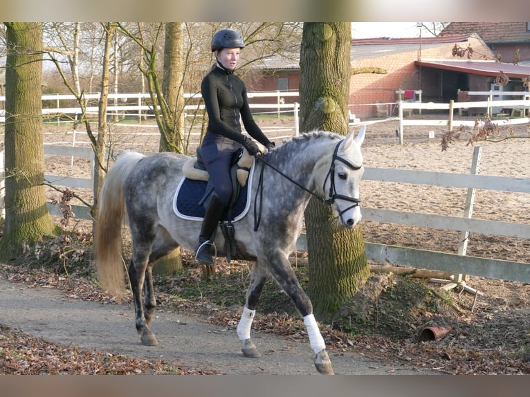 Pony tedesco Giumenta 11 Anni 147 cm Grigio pezzato in Rhede