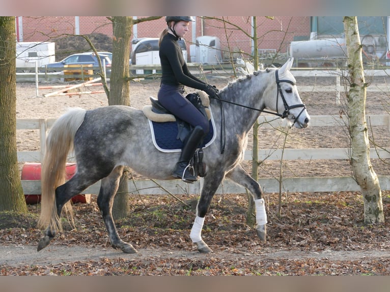 Pony tedesco Giumenta 11 Anni 147 cm Grigio pezzato in Rhede