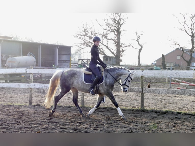 Pony tedesco Giumenta 11 Anni 147 cm Grigio pezzato in Rhede