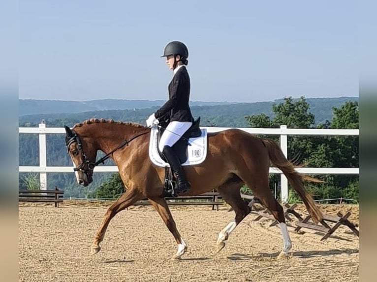 Pony tedesco Giumenta 11 Anni 147 cm Sauro in Utenbach