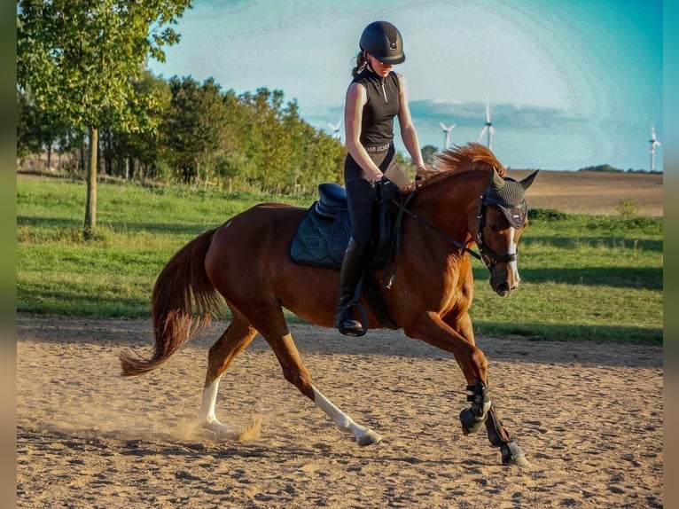 Pony tedesco Giumenta 11 Anni 147 cm Sauro in Utenbach