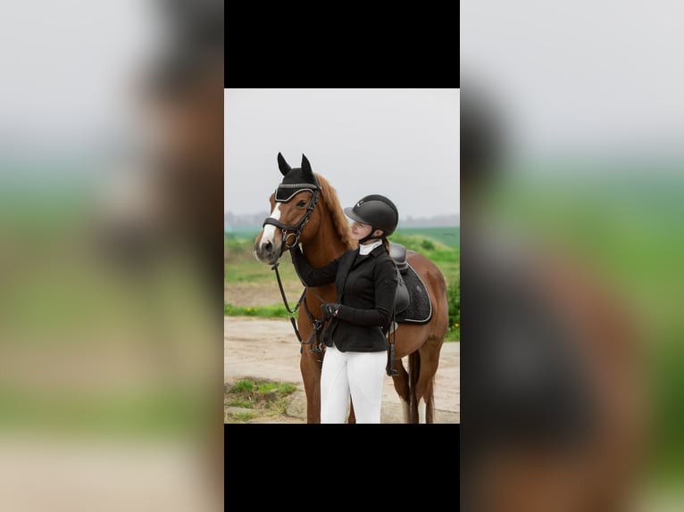 Pony tedesco Giumenta 11 Anni 147 cm Sauro in Utenbach