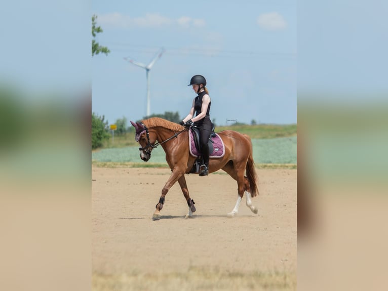 Pony tedesco Giumenta 11 Anni 147 cm Sauro in Utenbach