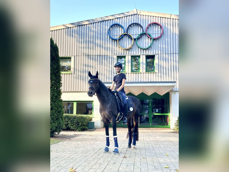 Pony tedesco Giumenta 11 Anni 148 cm Baio scuro in Haltern am See