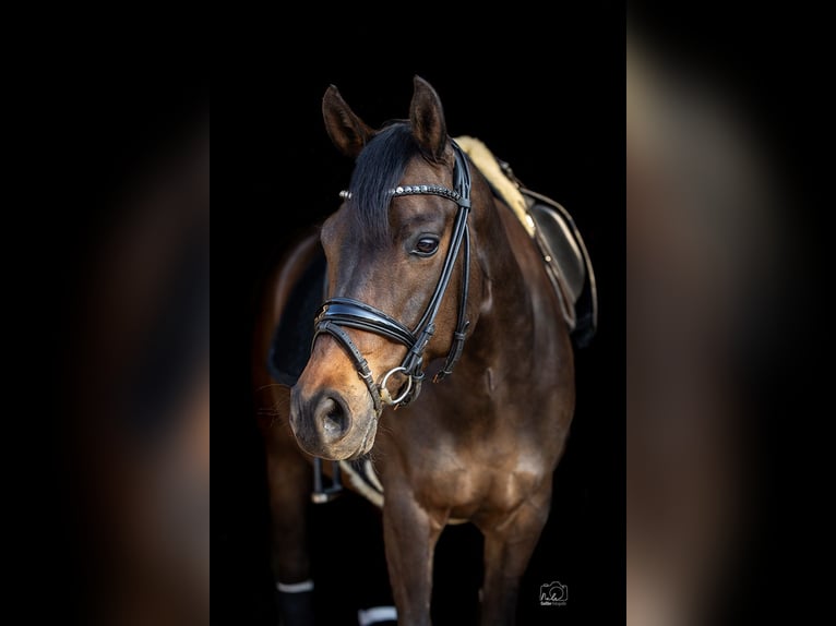 Pony tedesco Giumenta 11 Anni 148 cm Baio scuro in Haltern am See