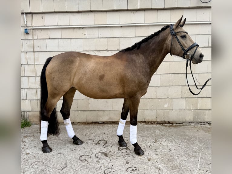 Pony tedesco Giumenta 11 Anni 148 cm Falbo in Brieselang