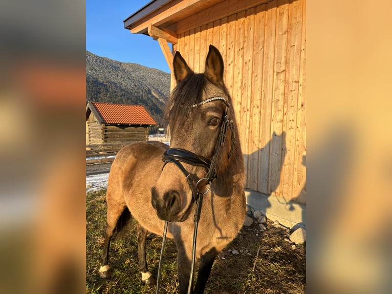Pony tedesco Giumenta 11 Anni 148 cm Falbo in Imst