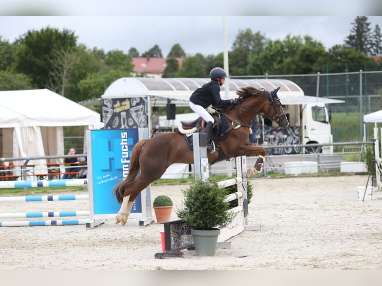 Pony tedesco Giumenta 11 Anni 148 cm Sauro scuro in Stimpfach