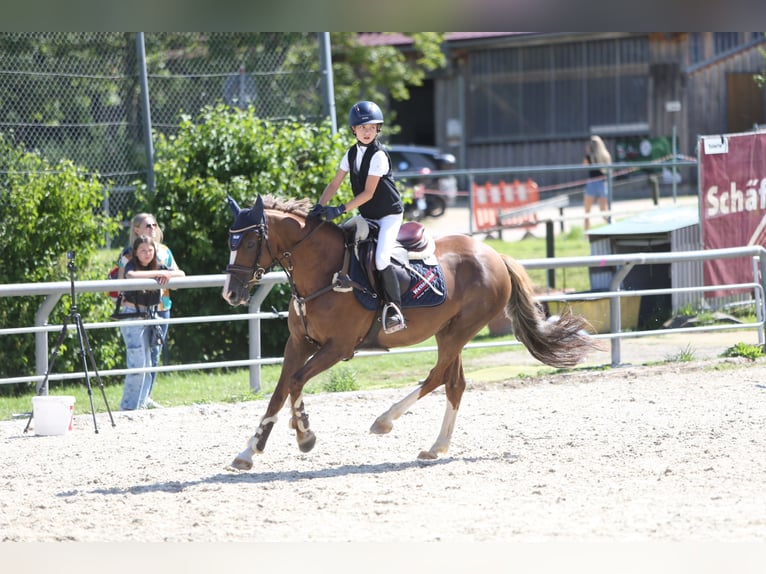 Pony tedesco Giumenta 11 Anni 148 cm Sauro scuro in Stimpfach