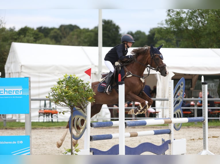 Pony tedesco Giumenta 11 Anni 148 cm Sauro scuro in Stimpfach