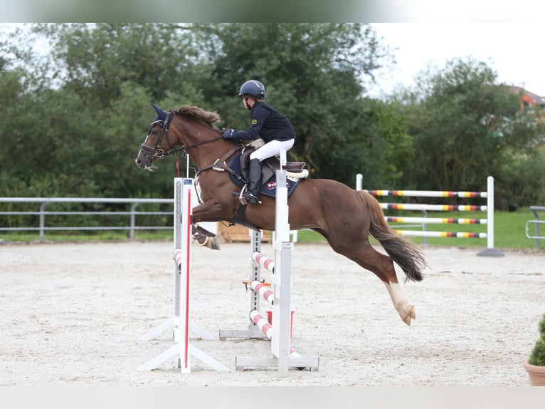 Pony tedesco Giumenta 11 Anni 148 cm Sauro scuro in Stimpfach