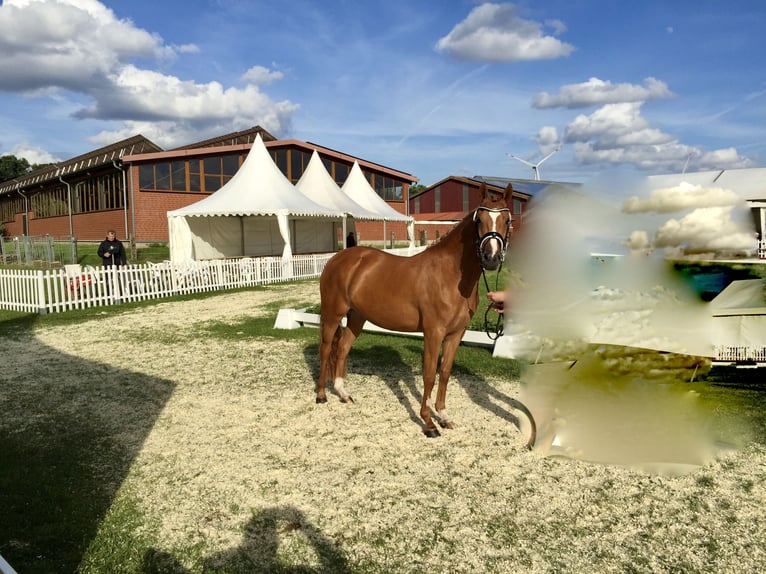 Pony tedesco Giumenta 11 Anni 149 cm Sauro in Bad Laer