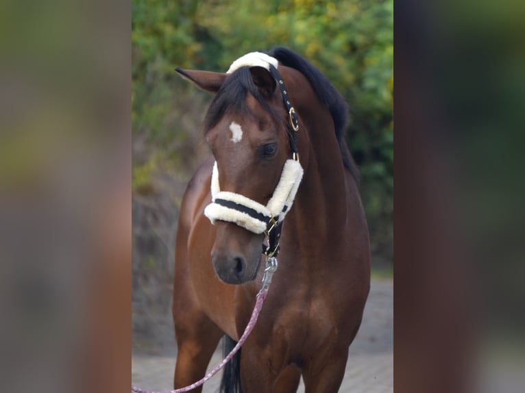 Pony tedesco Giumenta 11 Anni 150 cm Baio in Fürstenau