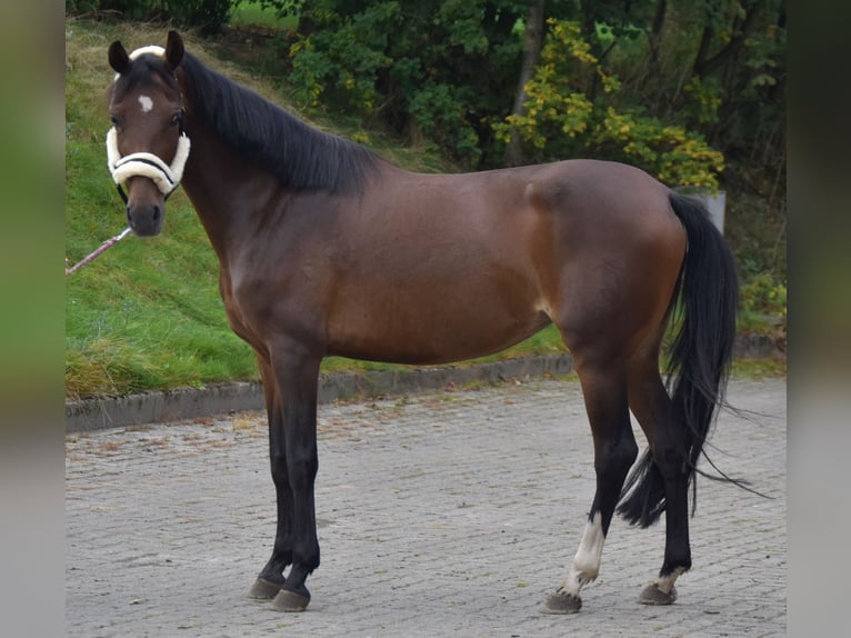 Pony tedesco Giumenta 11 Anni 150 cm Baio in Fürstenau