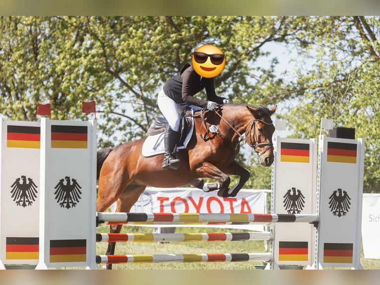 Pony tedesco Giumenta 11 Anni 152 cm Baio in Zernitz- Lohm