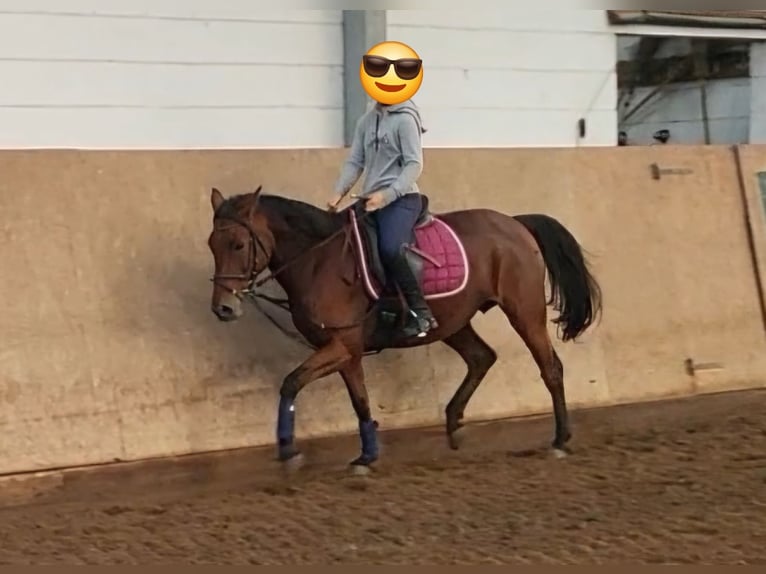 Pony tedesco Giumenta 11 Anni 152 cm Baio in Zernitz- Lohm