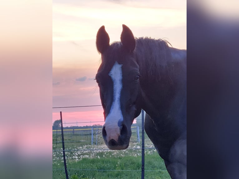 Pony tedesco Giumenta 11 Anni 153 cm Morello in Schwarme