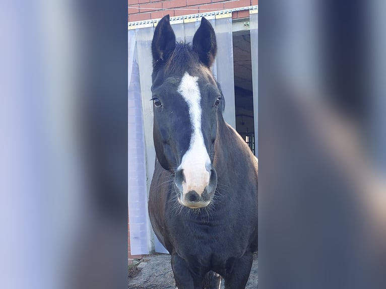 Pony tedesco Giumenta 11 Anni 153 cm Morello in Schwarme